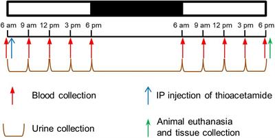 Identification of the Toxicity Pathways Associated With Thioacetamide-Induced Injuries in Rat Liver and Kidney